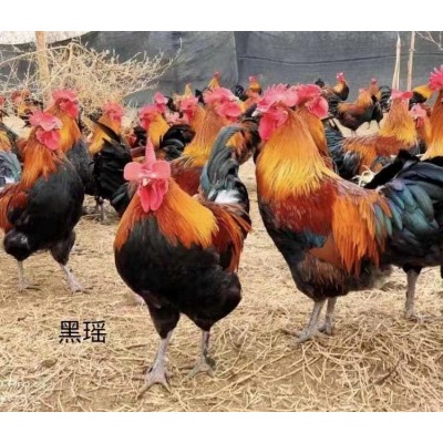 黑瑶鸡苗生态养殖场 黑瑶土鸡散养技术提供 产量好容易养活