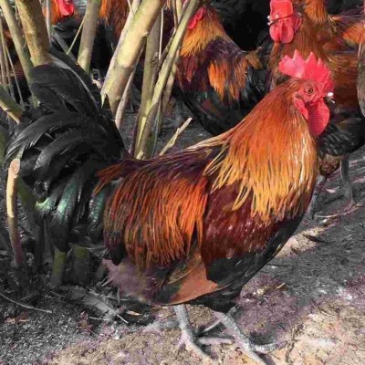 黑瑶鸡苗生态养殖场 黑瑶土鸡散养技术提供 产量好容易养活图3