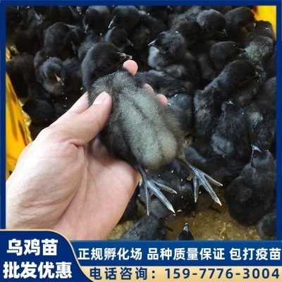 英诚农业 黑毛乌鸡苗 生态乌鸡厂 肉质肥美 库存充足图4