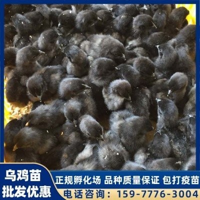 英诚农业 黑毛乌鸡苗 生态乌鸡厂 肉质肥美 库存充足图5