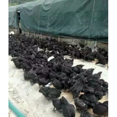 英诚农业 黑毛乌鸡苗 生态乌鸡厂 肉质肥美 库存充足图3