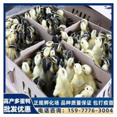 英诚农业 家禽孵化养殖鸭苗 出壳脱温小鸭子幼崽 性格温顺图4