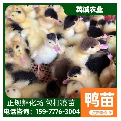 英诚农业 家禽孵化养殖鸭苗 出壳脱温小鸭子幼崽 性格温顺图5