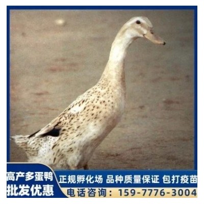 英诚农业 家禽孵化养殖鸭苗 出壳脱温小鸭子幼崽 性格温顺图2