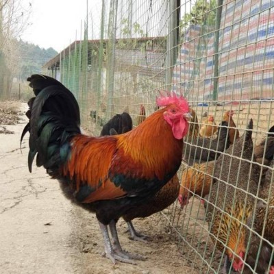正宗纯土鸡苗批发市场 正宗纯土鸡苗 纯土鸡苗供应 小土鸡苗批发基地图2