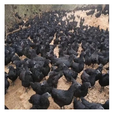 纯种黑鸡苗供应 黑乌鸡苗批发 大种黑乌骨鸡苗 快大黑羽乌鸡苗图4