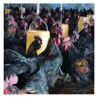 纯种黑鸡苗供应 黑乌鸡苗批发 大种黑乌骨鸡苗 快大黑羽乌鸡苗图3