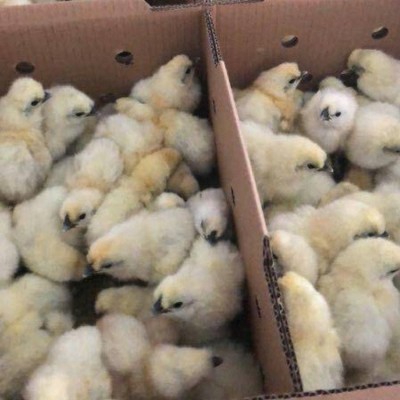 纯种白凤乌鸡苗批发价格 竹丝鸡苗批发市场 正宗白凤乌鸡苗供应图5