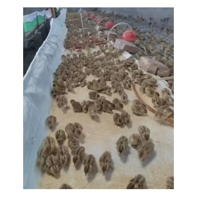 每天下蛋鹌鹑活苗 繁殖鹌鹑活物活体家养小鸡苗阳台可养宠物图3