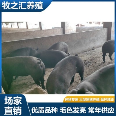 巴克夏种猪选购 长势快雪花肉猪种黑猪品种 牧之汇养殖图4