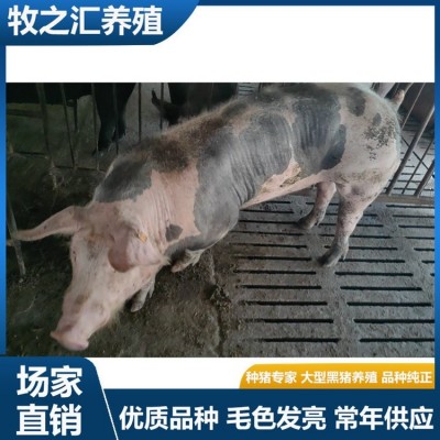 集约化养殖 巴克夏种猪 国寿黑猪 健康养生 淮 阳牧之汇种 猪 诚信经营图2