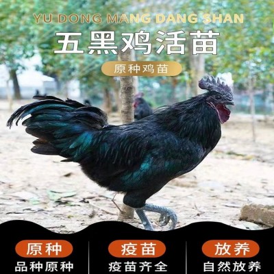 农家生态养殖成年五黑鸡 改良繁育高产绿壳蛋鸡 营养丰富饲养简单图4
