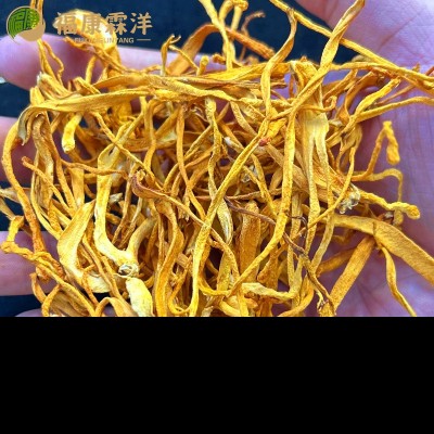 【福康霖洋】产地批发虫草花大量现货图2