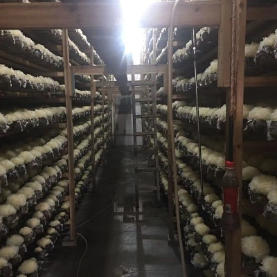 【惠农行】产地直销古田银耳干货散装批发雪耳白木耳糯耳易出胶图4