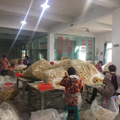 【惠农行】产地直供古田无硫新货猴头菇干货散装批发剪根干净无霉图5
