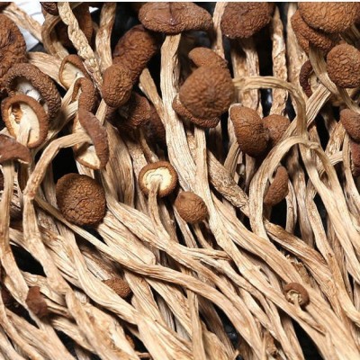 茶树菇大量批发 不开伞新鲜茶薪菇干货农家新货香菇食用菌图2