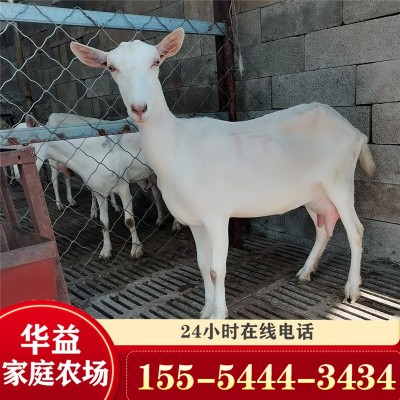 奶山羊活羊羊羔奶山羊纯种萨能奶山羊活苗红鹿奶山羊图5