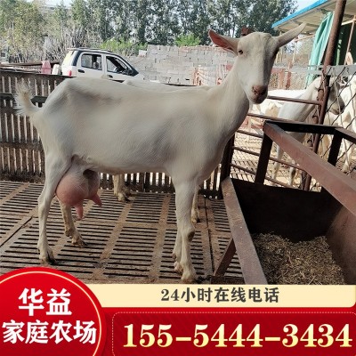 奶山羊活羊羊羔奶山羊纯种萨能奶山羊活苗红鹿奶山羊图2