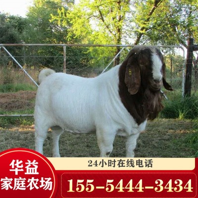 活羊3-4个月的波尔山羊羊羔价格 波尔山羊养殖场大量出售育肥羊羔