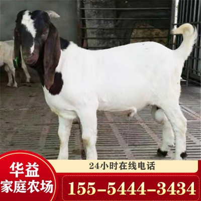 活羊3-4个月的波尔山羊羊羔价格 波尔山羊养殖场大量出售育肥羊羔图4