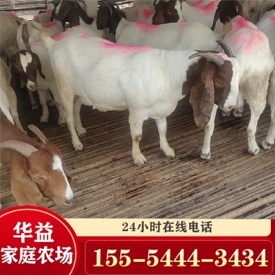 现在波尔山羊价格 波尔山羊苗价格 小羊一只图4