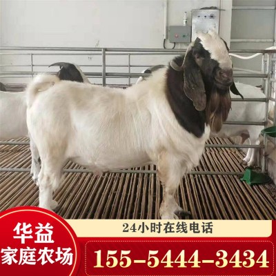 现在波尔山羊价格 波尔山羊苗价格 小羊一只图3