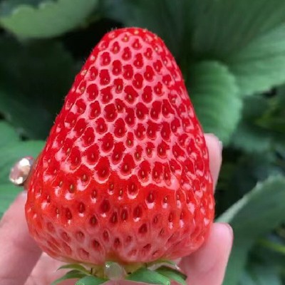 顺丰空运大凉山新鲜草莓鲜果露天红颜奶油草莓大果当季水果孕妇图3
