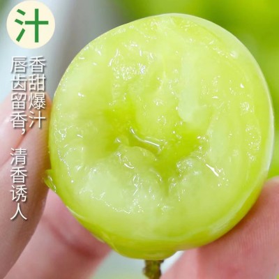 【产地直发】晴王阳光玫瑰葡萄鲜果无籽青提新鲜水果应季水果现货图3