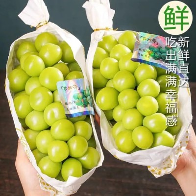 【产地直发】晴王阳光玫瑰葡萄鲜果无籽青提新鲜水果应季水果现货图2