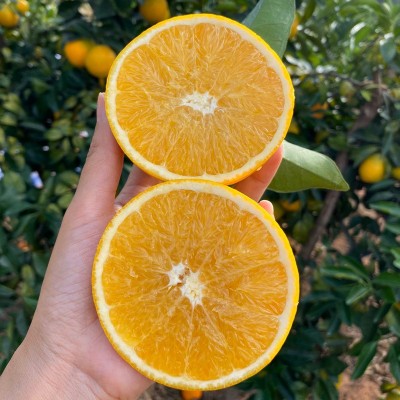卓恬园 赣南脐橙 现摘现发新鲜橙子皮薄多汁孕妇水果应季甜橙子图2