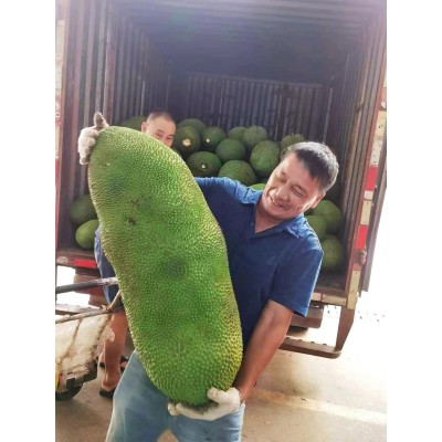 海南菠萝蜜果应季热带水果园直发果肉多饱满A级品质果红黄心包邮图2