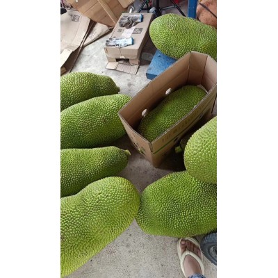海南菠萝蜜果应季热带水果园直发果肉多饱满A级品质果红黄心包邮图5