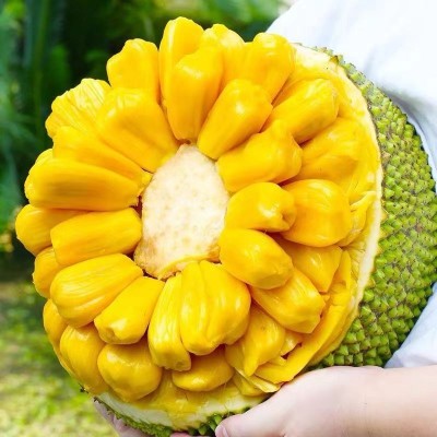 海南菠萝蜜果应季热带水果园直发果肉多饱满A级品质果红黄心包邮图3
