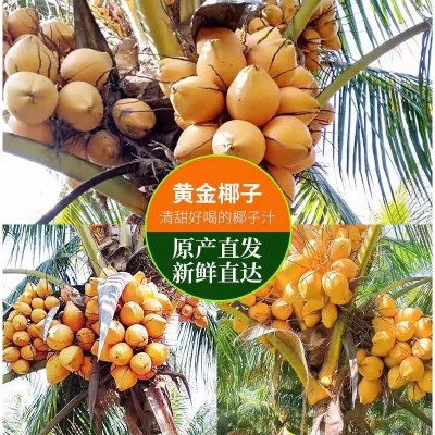 海南椰子批发 万宁金椰青椰多水甘甜个头大源头货源一件代发免邮图2