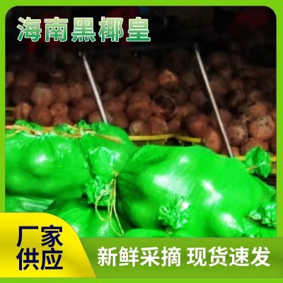 厂家直发椰皇海南椰皇抛光椰子炖盅新鲜老椰子37-42公分现货速发图4
