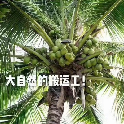 海南椰青新鲜海南椰子4-6斤椰子批发厂家现摘现发免邮 整车代发图4