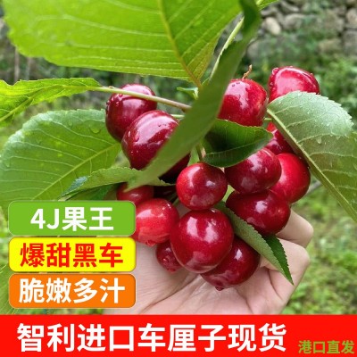 现货智利进口车厘子整箱新鲜大樱桃黑珍珠桑提娜孕妇水果顺丰空运图4