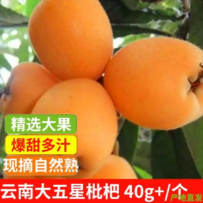 云南枇杷新鲜大果琵琶水果5斤精品大五星甜枇杷鲜果当季整箱包邮图2