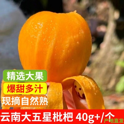 云南枇杷新鲜大果琵琶水果5斤精品大五星甜枇杷鲜果当季整箱包邮图3