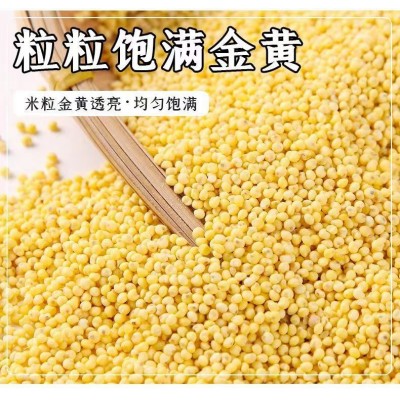 东北大黄米黏米500g*4真空包装批发散装五谷杂粮新米煮粥包子粽子图2