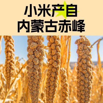 赤川赤峰小米内蒙古黄小米2kg东北粗粮五谷杂粮小米粥图4