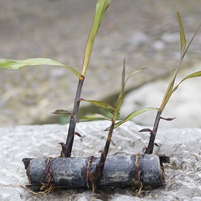 5根装箱每根4到5芽黑皮甘蔗种苗现摘水果甘蔗梢种子红青皮蔗种苗图4