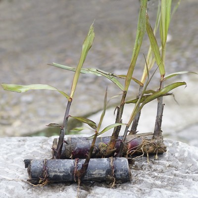 5根装箱每根4到5芽黑皮甘蔗种苗现摘水果甘蔗梢种子红青皮蔗种苗图5