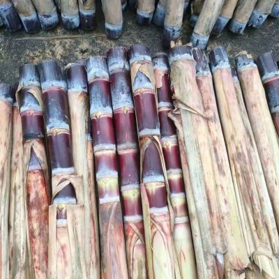 100根装广西桂林黑皮甘蔗种尾稍(大灰种）百根起批包物流技术指导图5
