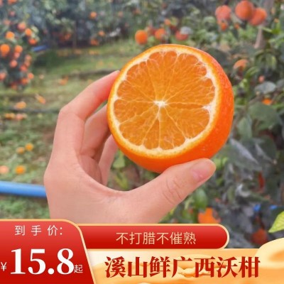精选广西沃柑当季新鲜水果超甜多汁批发薄皮现摘现发 3斤/5斤/9斤图1