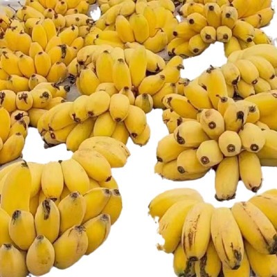 广西贡蕉粉蕉西贡蕉应季水果现砍现发产地直供青蕉发货净重9斤装图5