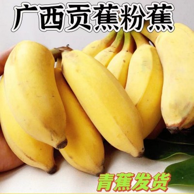 广西贡蕉粉蕉西贡蕉应季水果现砍现发产地直供青蕉发货净重9斤装图1