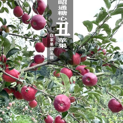 昭通冰糖心丑苹果新鲜脆甜当季水果红露现摘现发红富士可一件代发图3