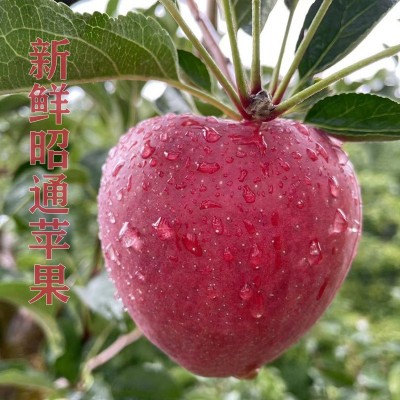 现摘云南昭通市丑苹果水果新鲜整箱当季红露富士糖心苹果一件批发图4