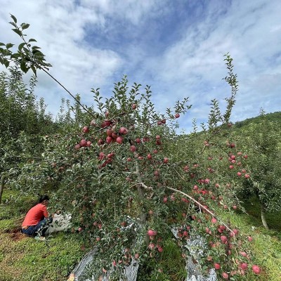 昭通红富士苹果水果新鲜应当季丑萍果3斤装苹果冰糖心可一件代发图4